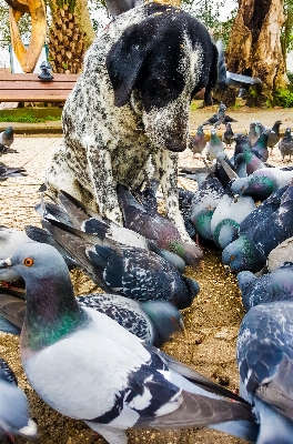 木 自然 鳥 犬 写真