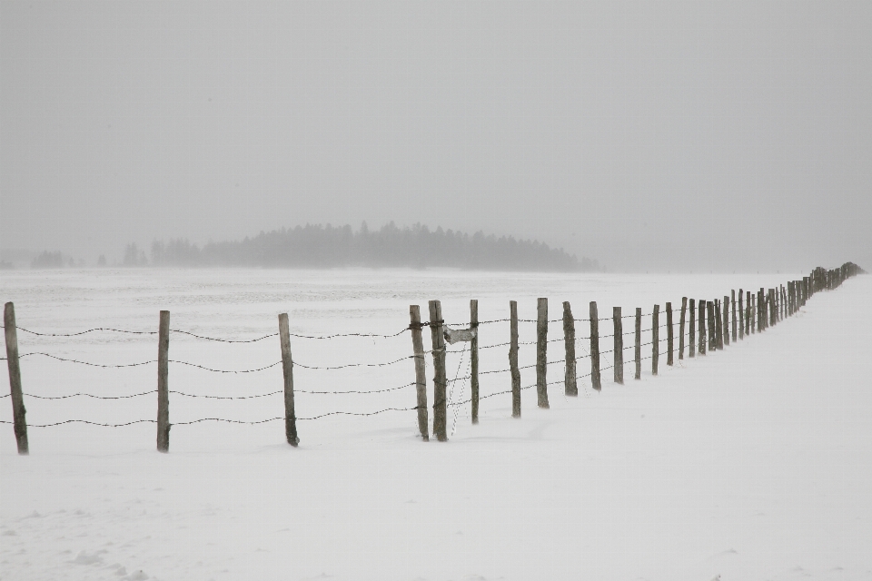 Neige froid hiver brouillard