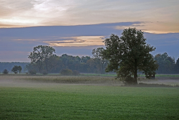 Landscape tree nature grass Photo