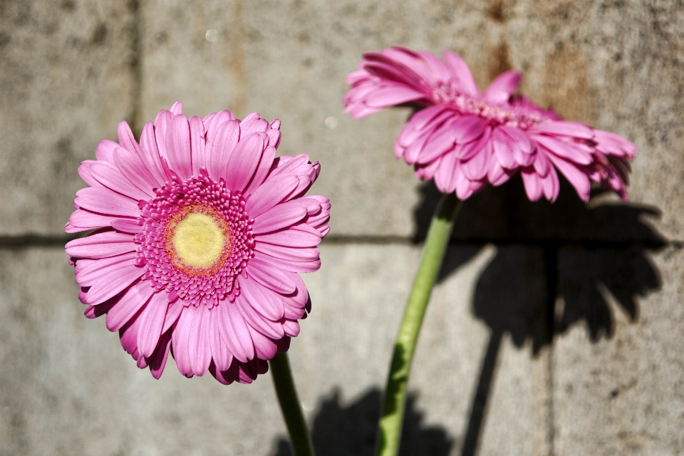 Fleurir usine la photographie fleur