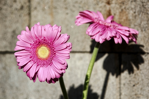 花 植物 写真撮影 花弁 写真