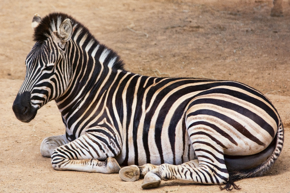 Wildlife zoo mammal fauna