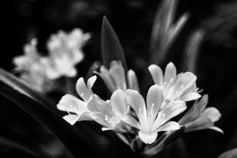 Nature blossom black and white plant