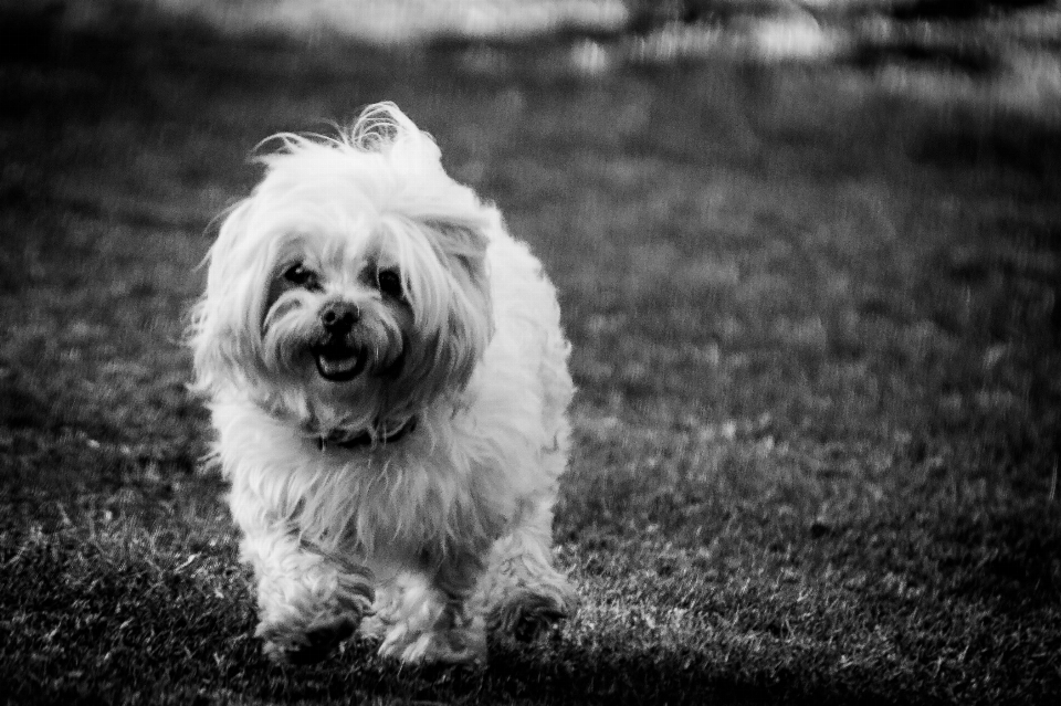 En blanco y negro
 cachorro perro