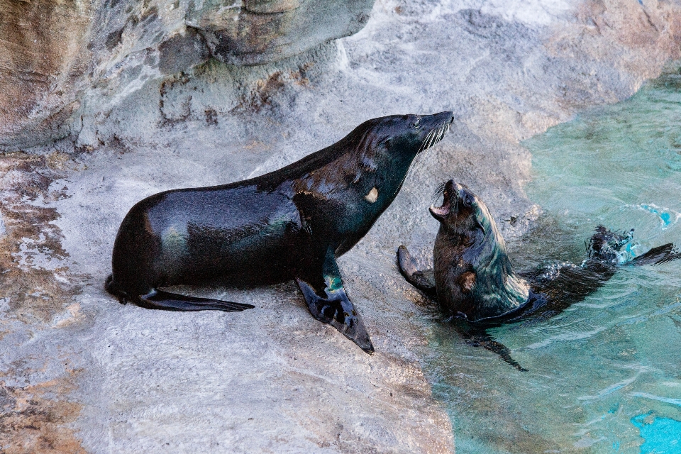 Mare animali selvatici zoo sydney