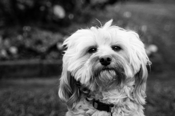 黒と白
 白 子犬 犬 写真