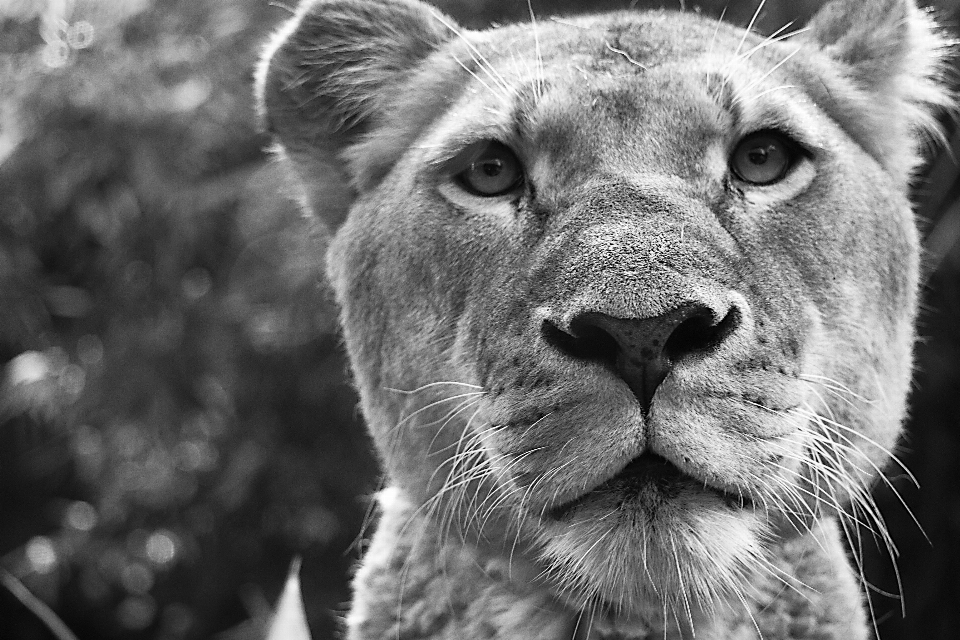 Bianco e nero
 fotografia animale animali selvatici