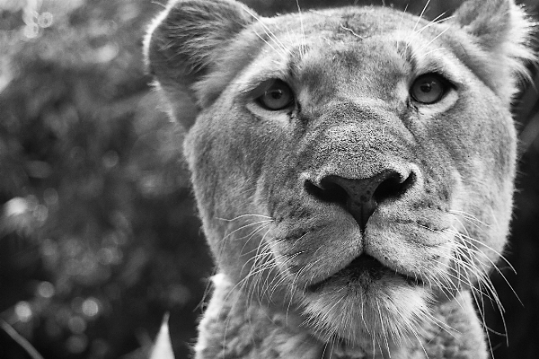 Foto Bianco e nero
 fotografia animale animali selvatici