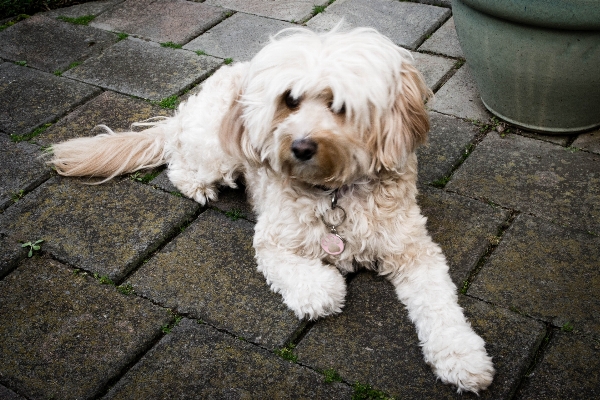 Foto Filhote de cachorro bonitinho mamífero