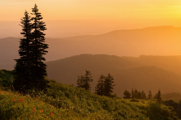 Landscape tree nature forest Photo