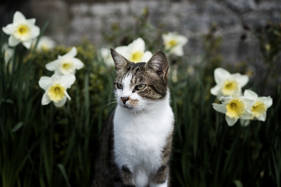 草 花 春天 小猫