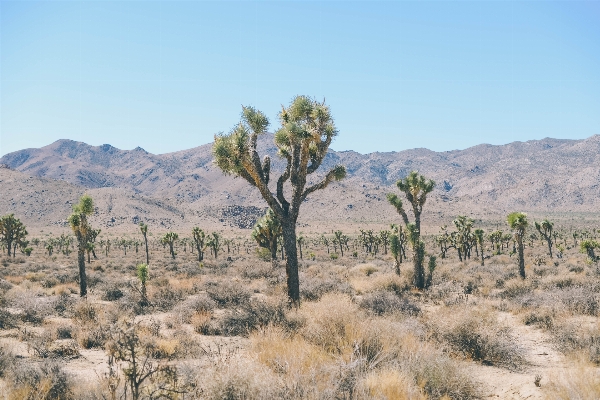 Foto Paisagem árvore grama ar livre