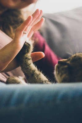 Hand photography ring animal Photo