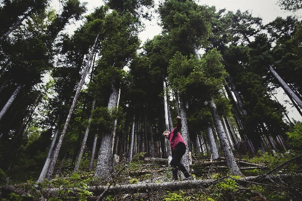 Foto árbol bosque exterior caminando