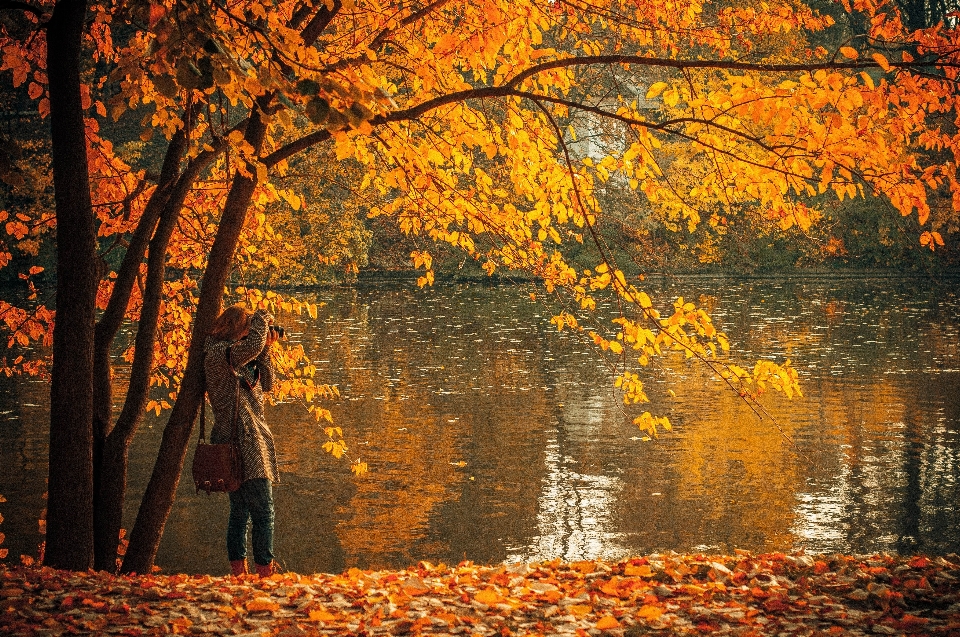 árbol agua naturaleza bosque