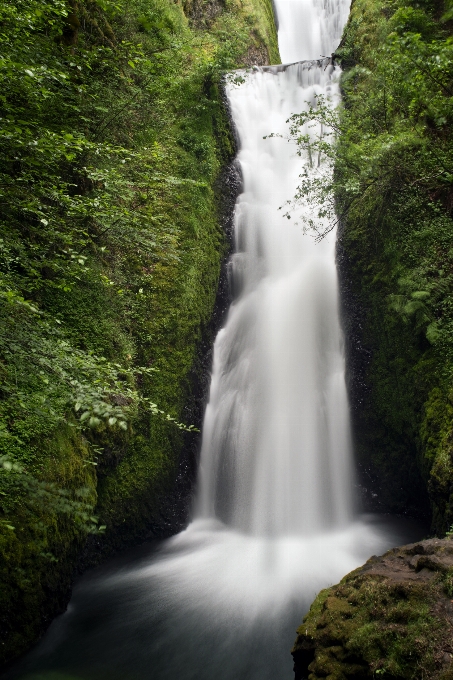 Paesaggio acqua natura foresta