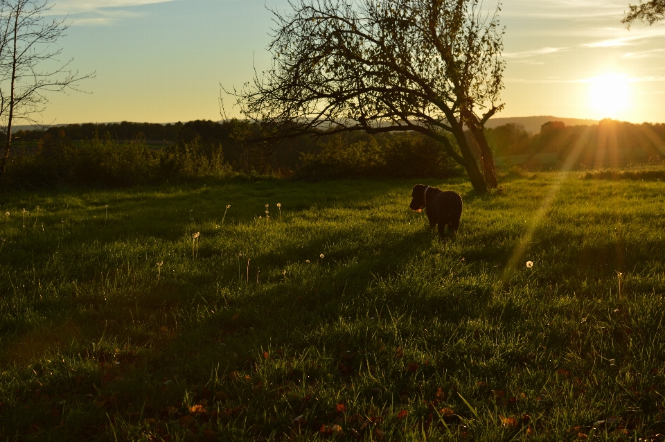 Paesaggio albero natura foresta