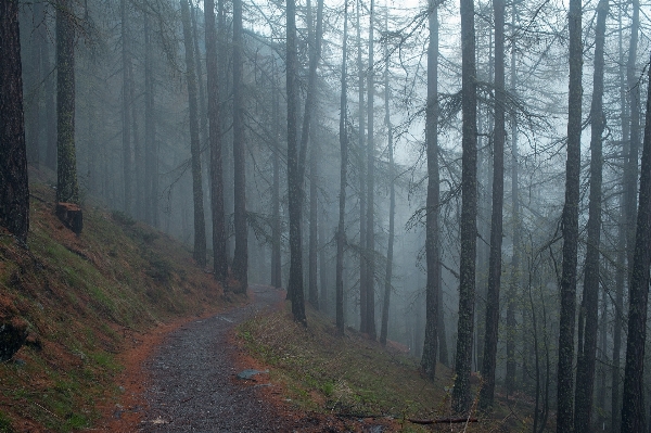 Landscape tree nature forest Photo