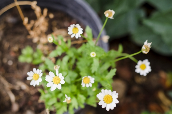 Nature blossom plant meadow Photo