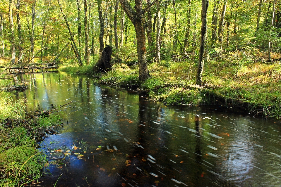 árbol agua naturaleza bosque