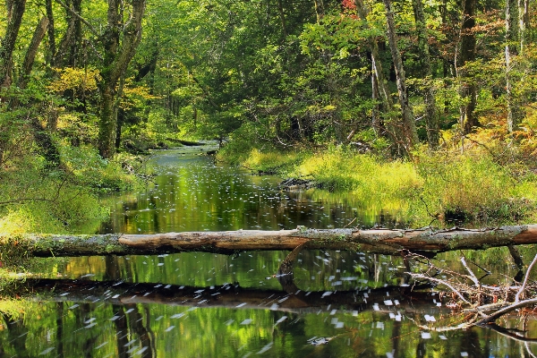 Tree water nature forest Photo