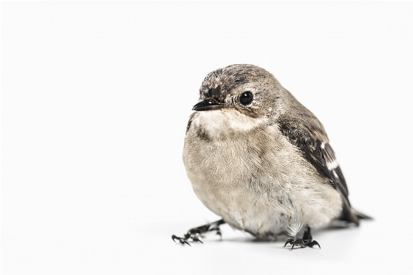 Branch bird animal beak Photo