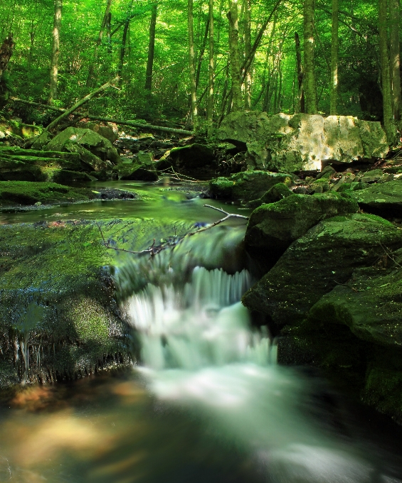 Landscape tree water nature