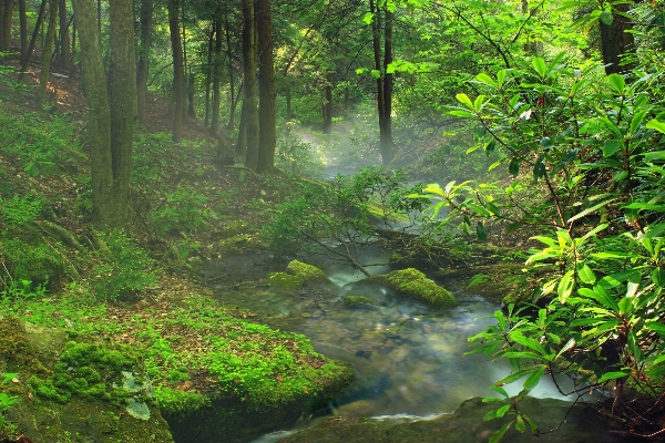 木 自然 森 クリーク
 写真