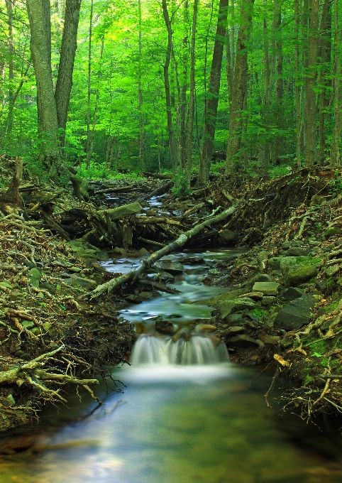 Tree nature forest waterfall