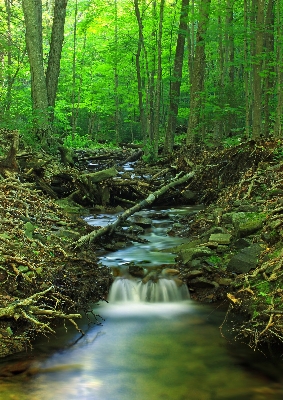 Tree nature forest waterfall Photo