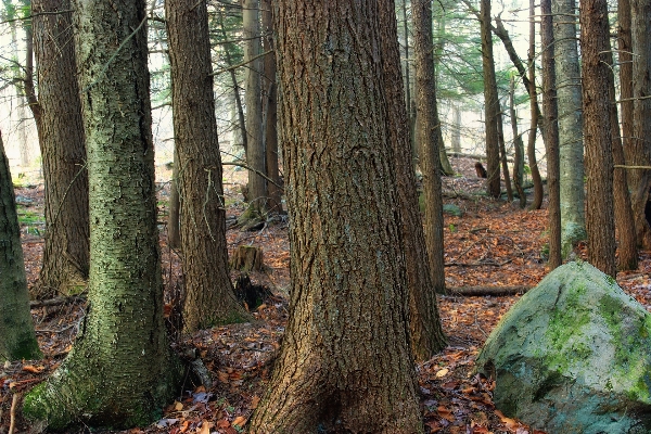 Tree nature forest rock Photo