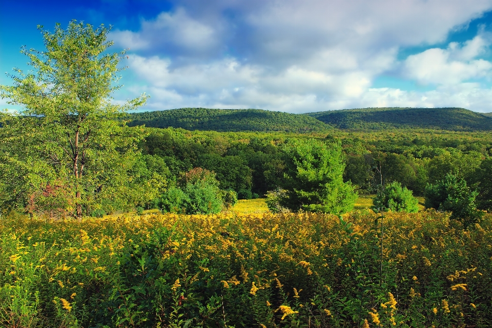 Landscape tree nature forest