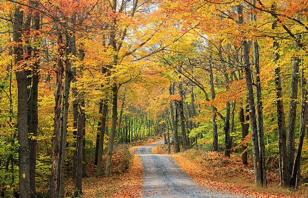 Tree nature forest branch Photo