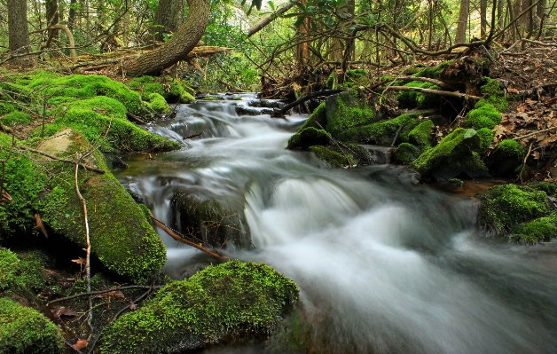 Water nature forest waterfall Photo