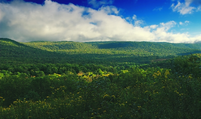 Landscape tree nature forest Photo