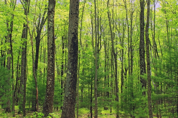 Tree nature forest branch Photo