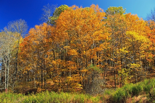 Tree nature forest plant Photo