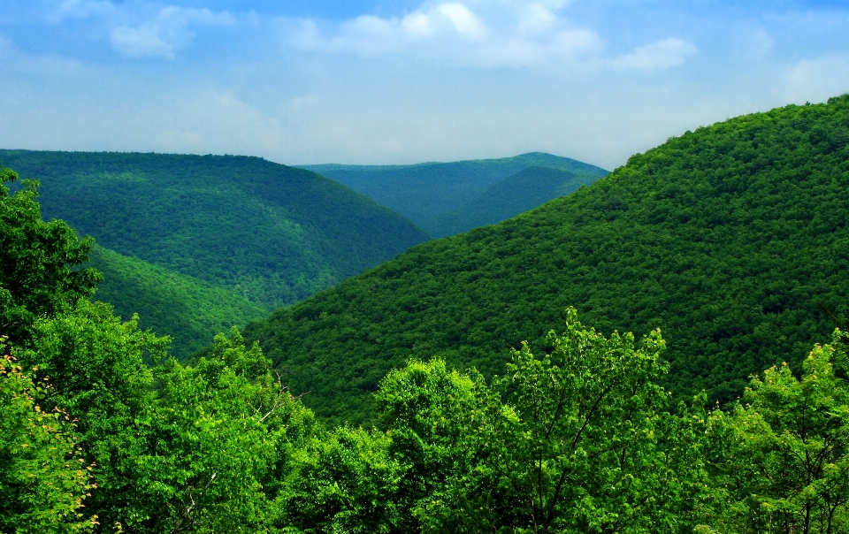 Landscape tree nature forest