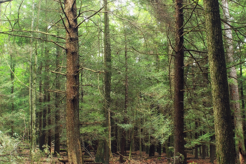 árbol naturaleza bosque desierto
