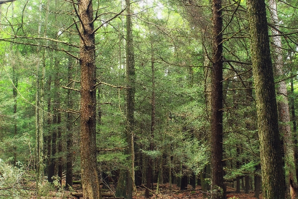 Baum natur wald wildnis
 Foto