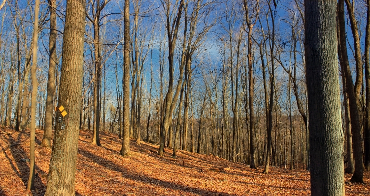 Tree nature forest wilderness Photo