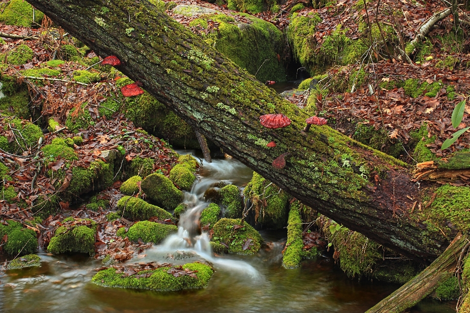 木 水 自然 森