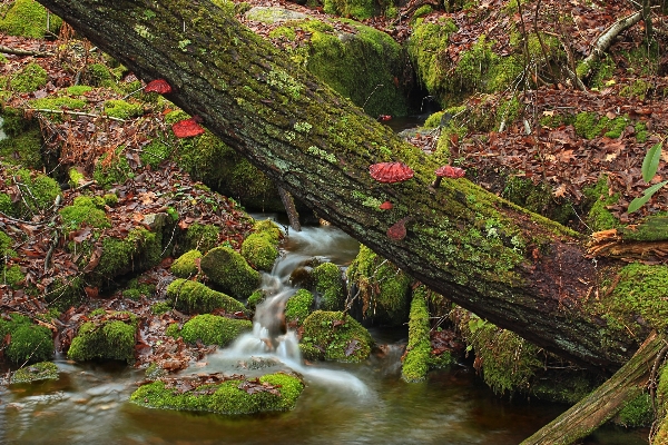 Tree water nature forest Photo