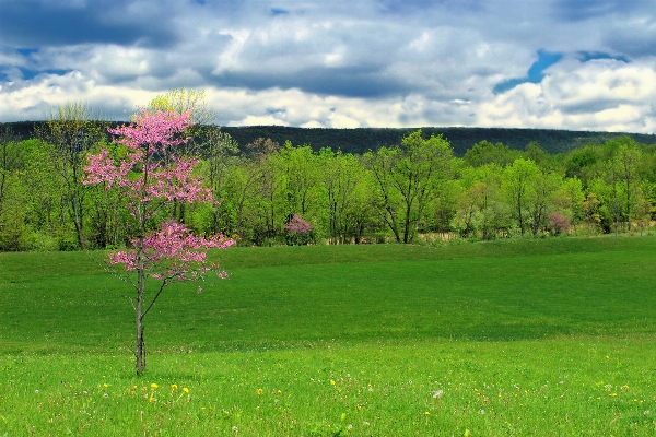 Landscape tree nature grass Photo