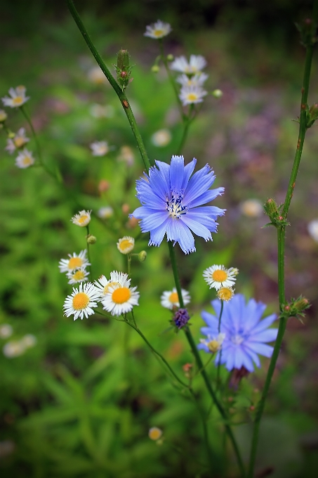 Nature fleurir usine champ