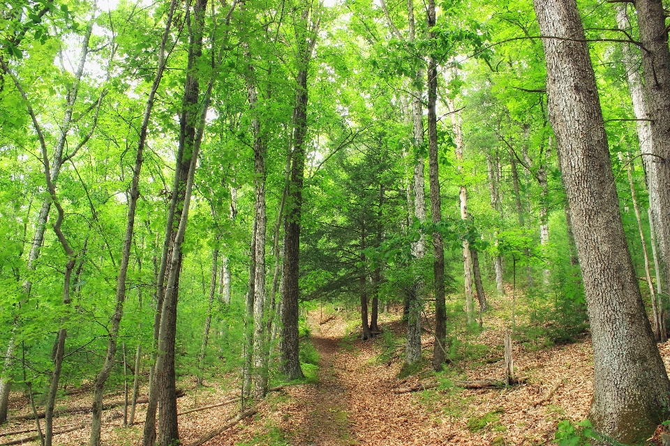 Pohon alam hutan jalur