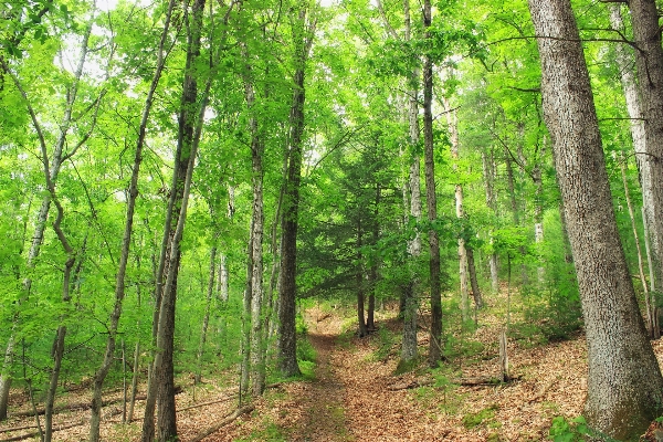 Tree nature forest path Photo