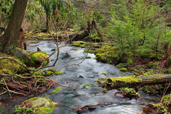 Tree nature forest creek Photo