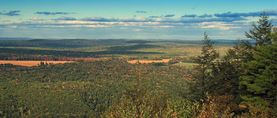 Krajobraz drzewo natura las