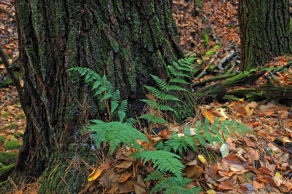 树 自然 森林 荒野